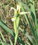 Iris halophila