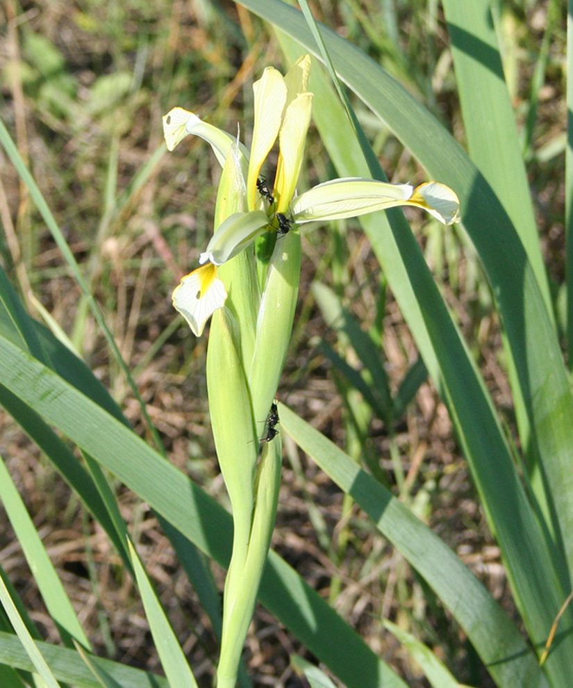 Изображение особи Iris halophila.