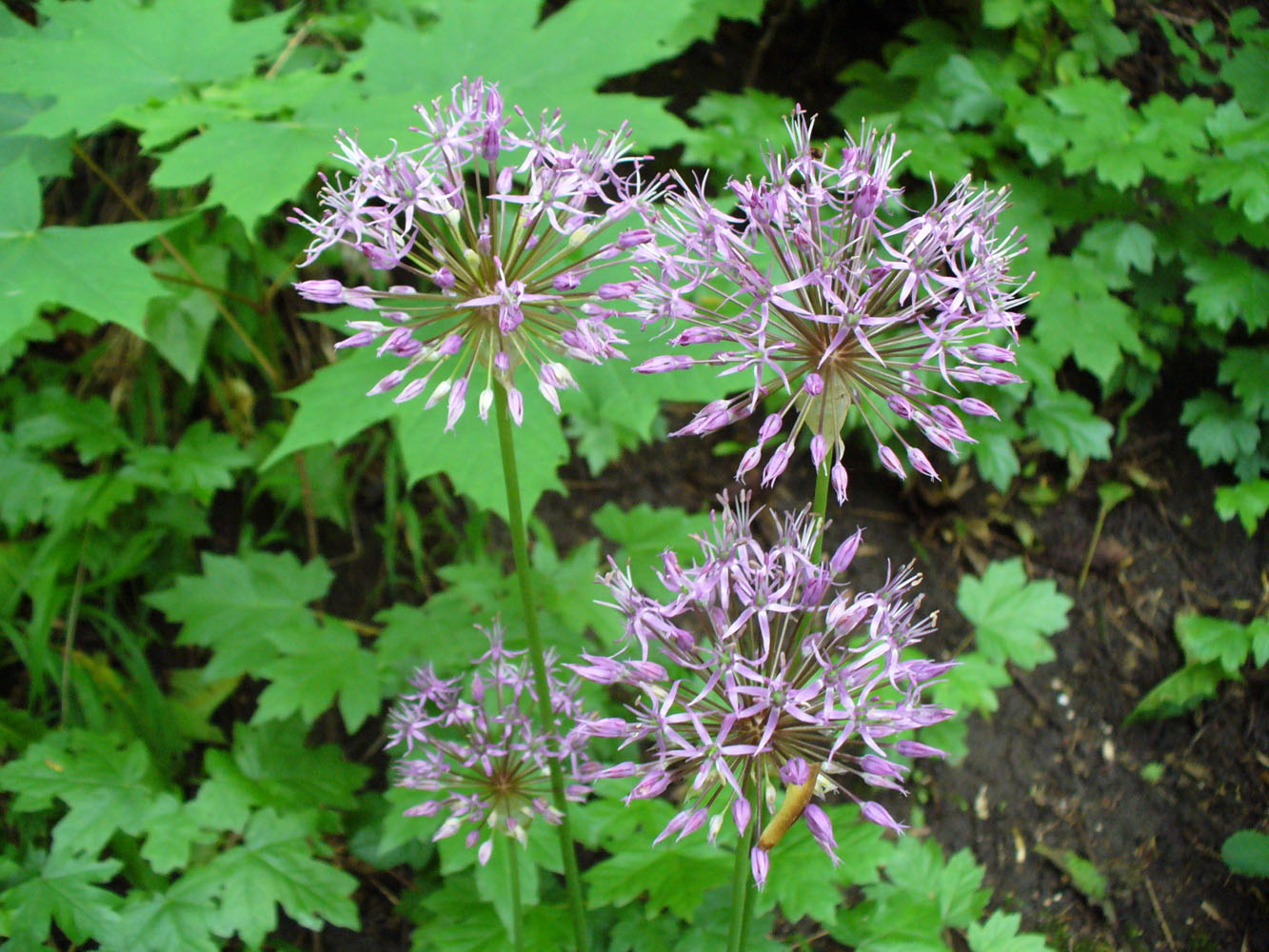 Image of Allium rosenorum specimen.