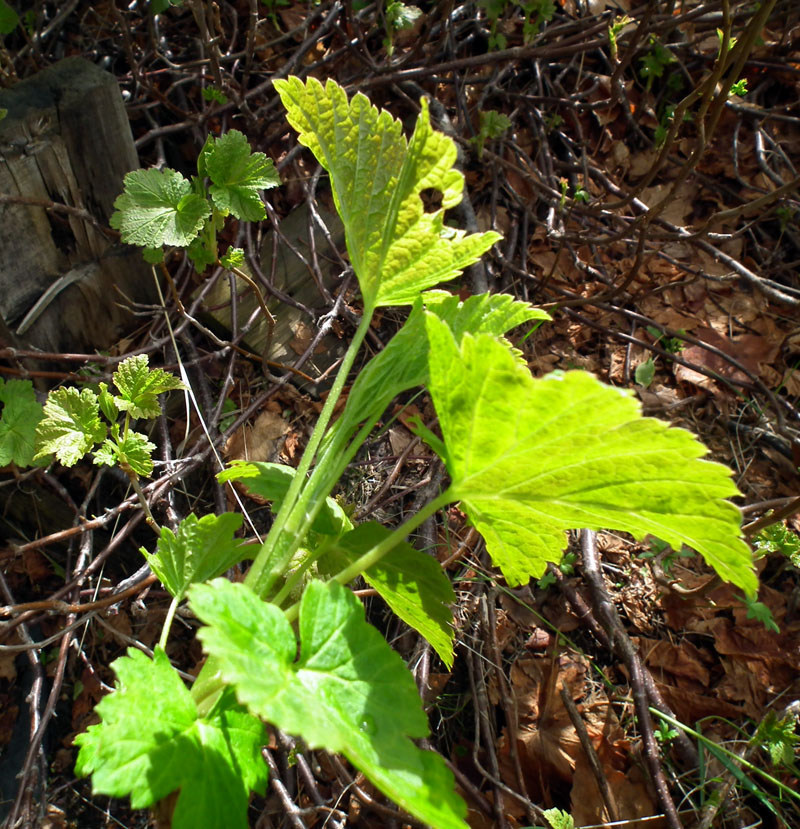 Изображение особи Ribes nigrum.