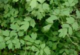 Thalictrum minus. Листья. Германия, г. Дюссельдорф, Ботанический сад университета. 02.06.2014.