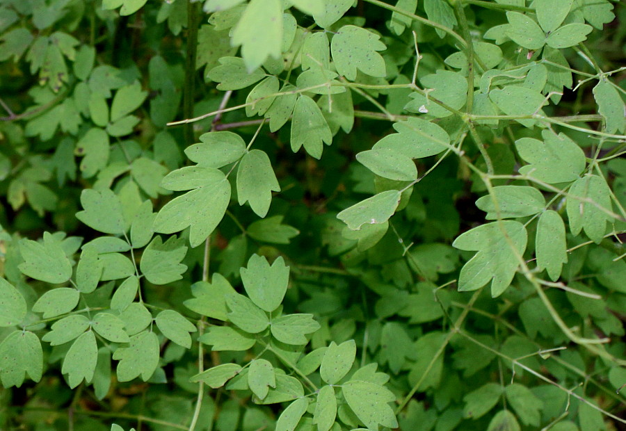 Image of Thalictrum minus specimen.