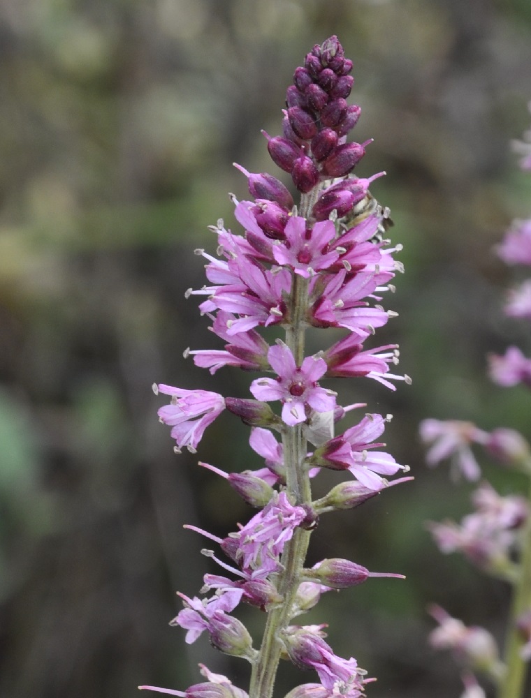 Image of Lysimachia dubia specimen.