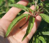Eupatorium cannabinum