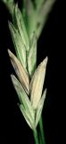 Glyceria leptorhiza