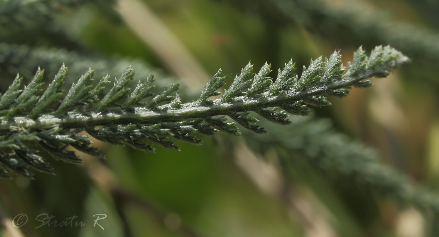 Изображение особи Achillea setacea.