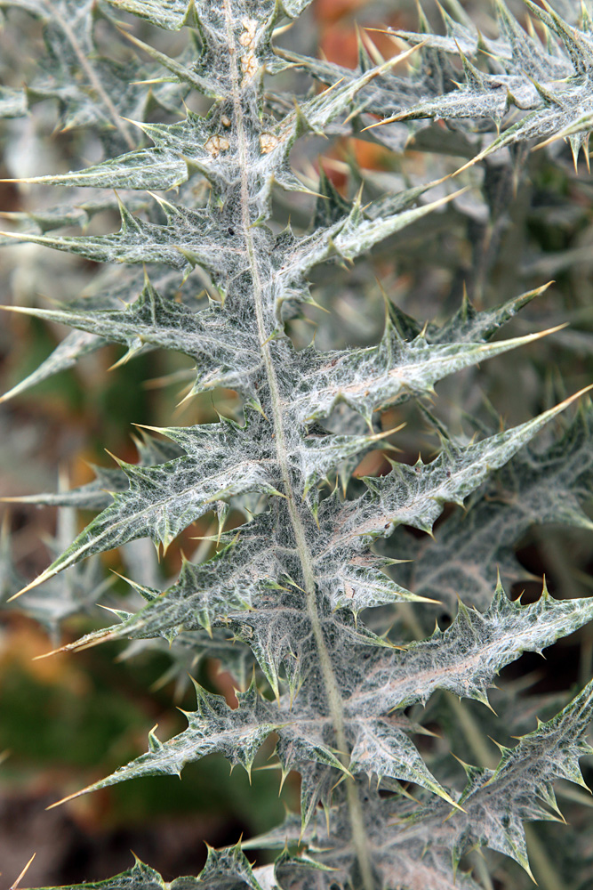 Image of Cousinia egregia specimen.