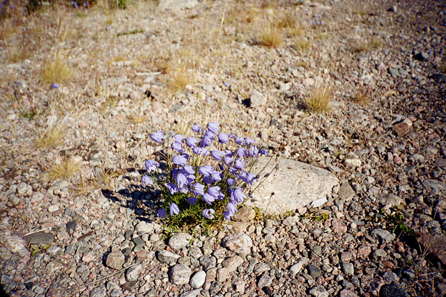 Image of Campanula rotundifolia specimen.