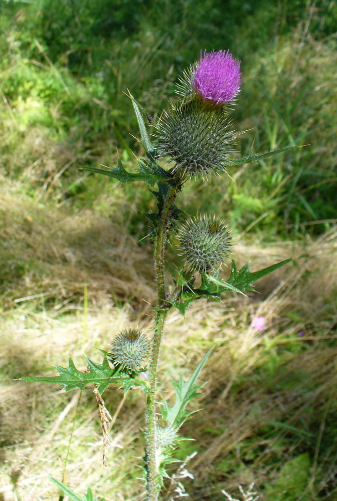 Изображение особи Cirsium vulgare.