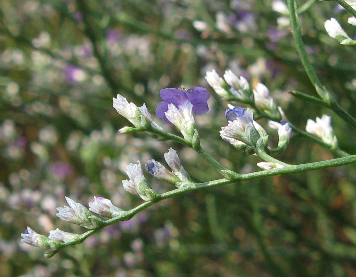 Image of Limonium coriarium specimen.