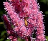 Astilbe разновидность davidii