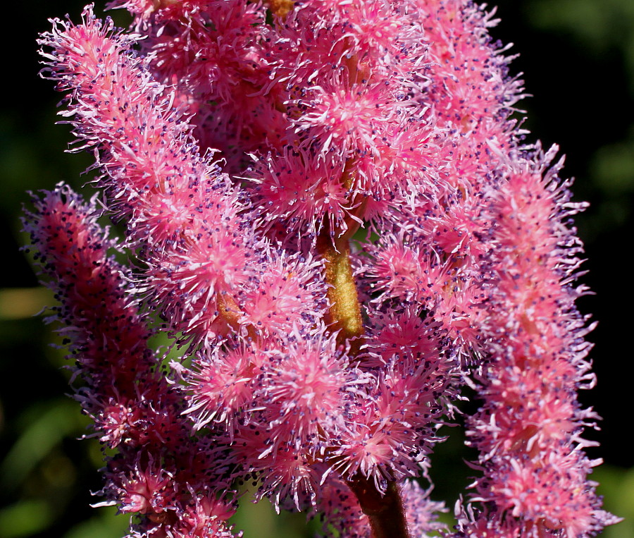 Изображение особи Astilbe chinensis var. davidii.