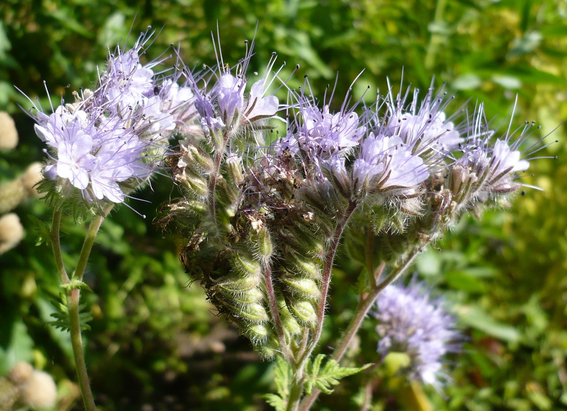 Image of Phacelia tanacetifolia specimen.