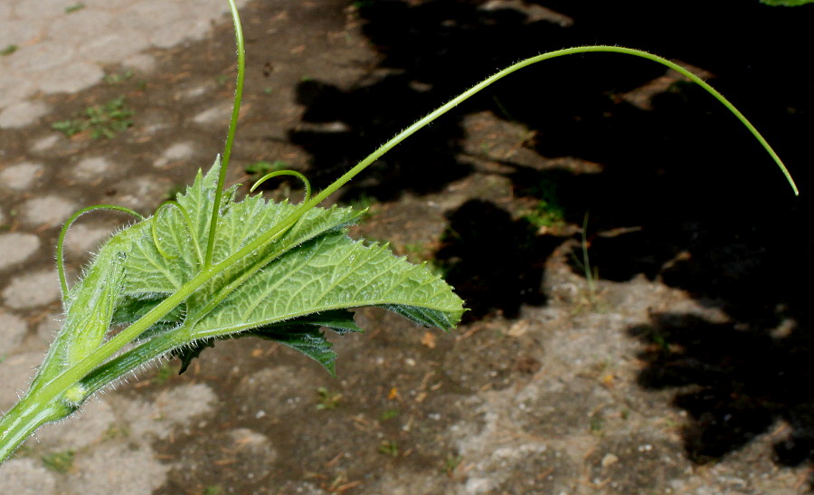 Image of Cucurbita pepo specimen.