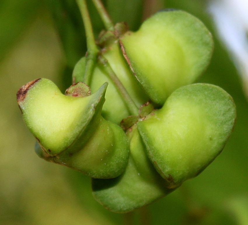 Image of Euonymus sanguineus specimen.