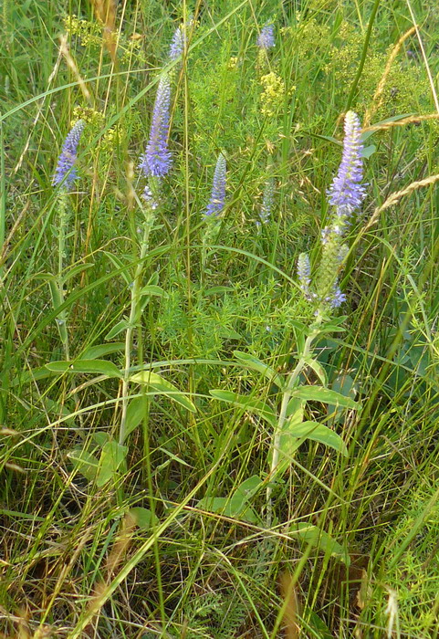 Image of Veronica spicata specimen.