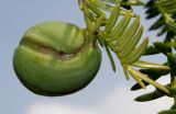 Torreya nucifera