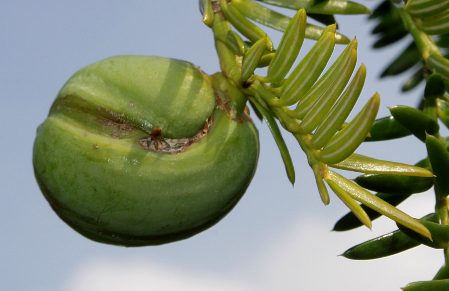 Изображение особи Torreya nucifera.