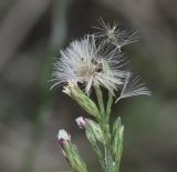 Symphyotrichum subulatum