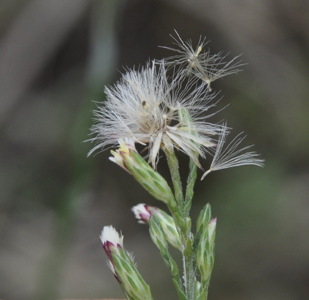 Image of Symphyotrichum subulatum specimen.