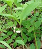 Convallaria keiskei