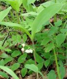 Convallaria keiskei. Цветущее растение. Приморский край, Владивосток, лес на склоне выше Ботанического сада. 02.06.2008.