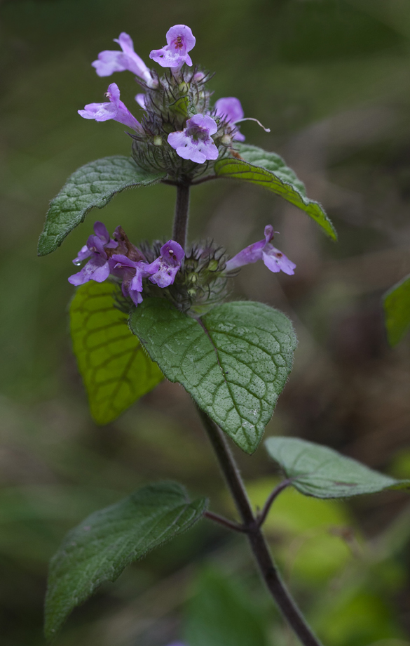 Image of Clinopodium vulgare specimen.