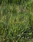 Festuca arundinacea. Цветущее растение. Московская обл., Раменский р-н, окр. ж.-д. платформы Хрипань, залежь. 04.06.2014.