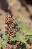 Amaranthus retroflexus