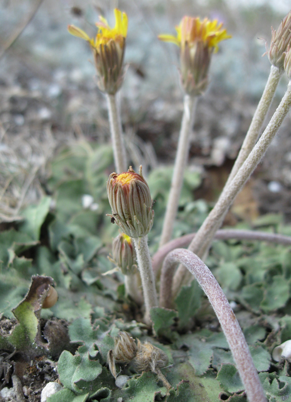 Изображение особи Taraxacum serotinum.