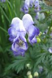 Aconitum × stoerkianum. Цветки (культивар). Санкт-Петербург, клумба. 22 августа 2009 г.