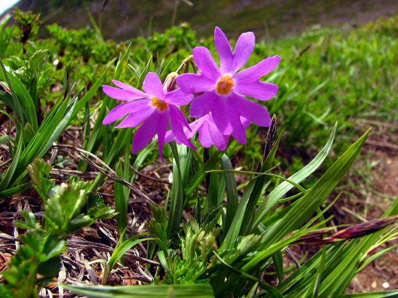 Изображение особи Primula cuneifolia.