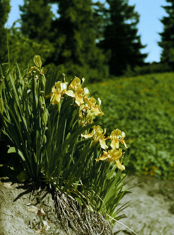 Image of Iris bloudowii specimen.