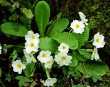 Primula vulgaris