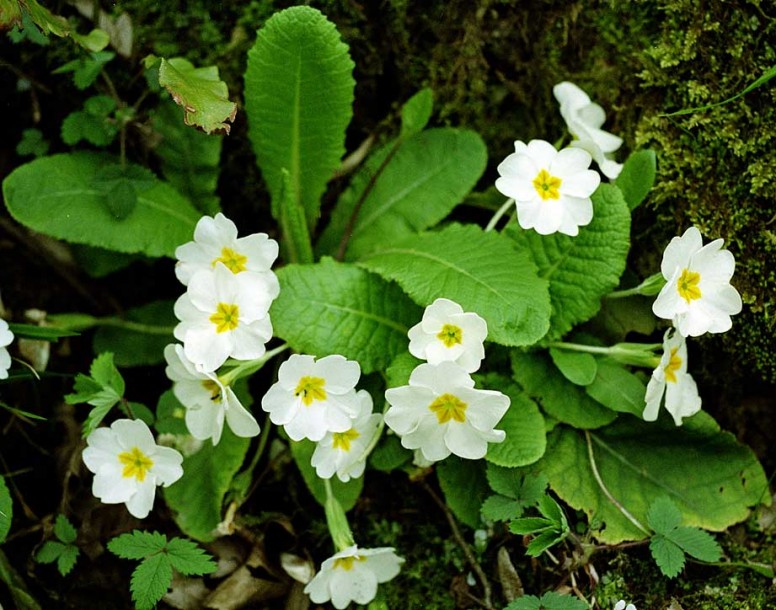 Изображение особи Primula vulgaris.