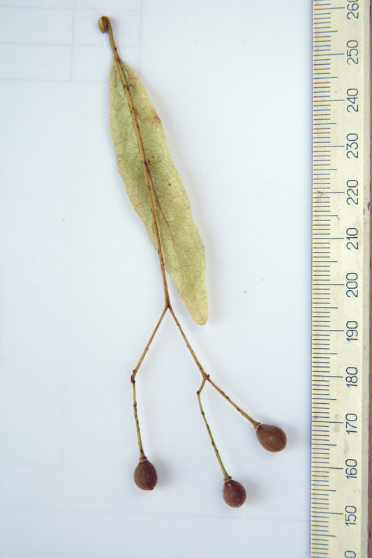 Image of Tilia amurensis specimen.