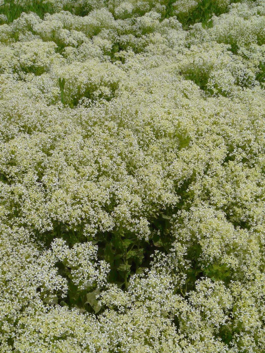 Изображение особи Cardaria draba.