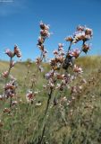 Limonium suffruticosum. Соцветие. Астраханская обл., вост. берег оз. Баскунчак. 04.10.2009.