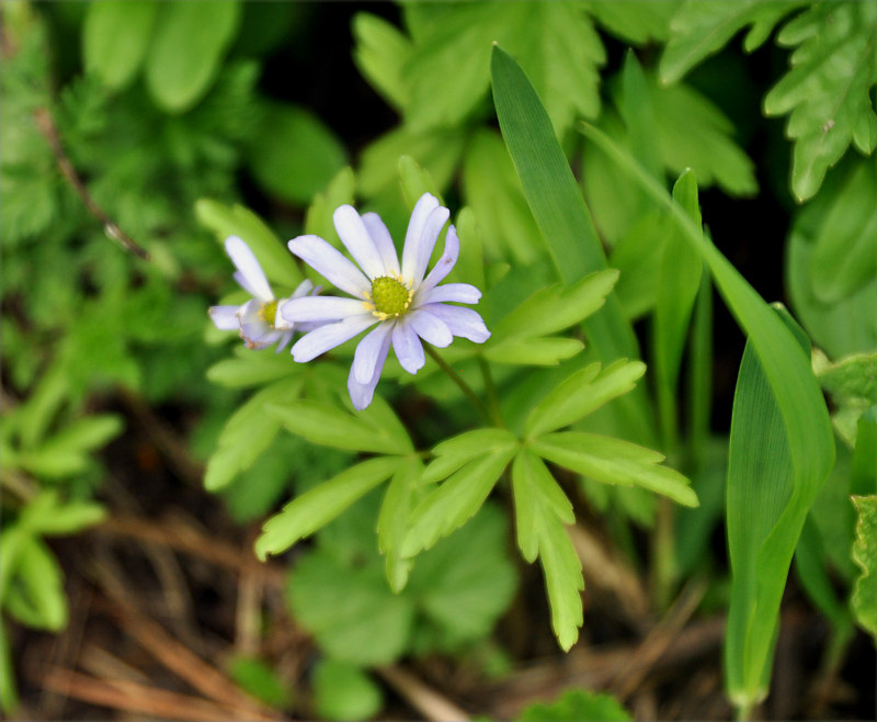 Изображение особи Anemone caucasica.