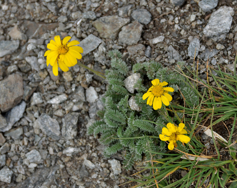 Image of Anthemis marschalliana ssp. pectinata specimen.