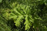 Heracleum sosnowskyi. Прикорневой лист. Новгородская обл., г. Боровичи, Бобровские горы, луг. 28.06.2015.