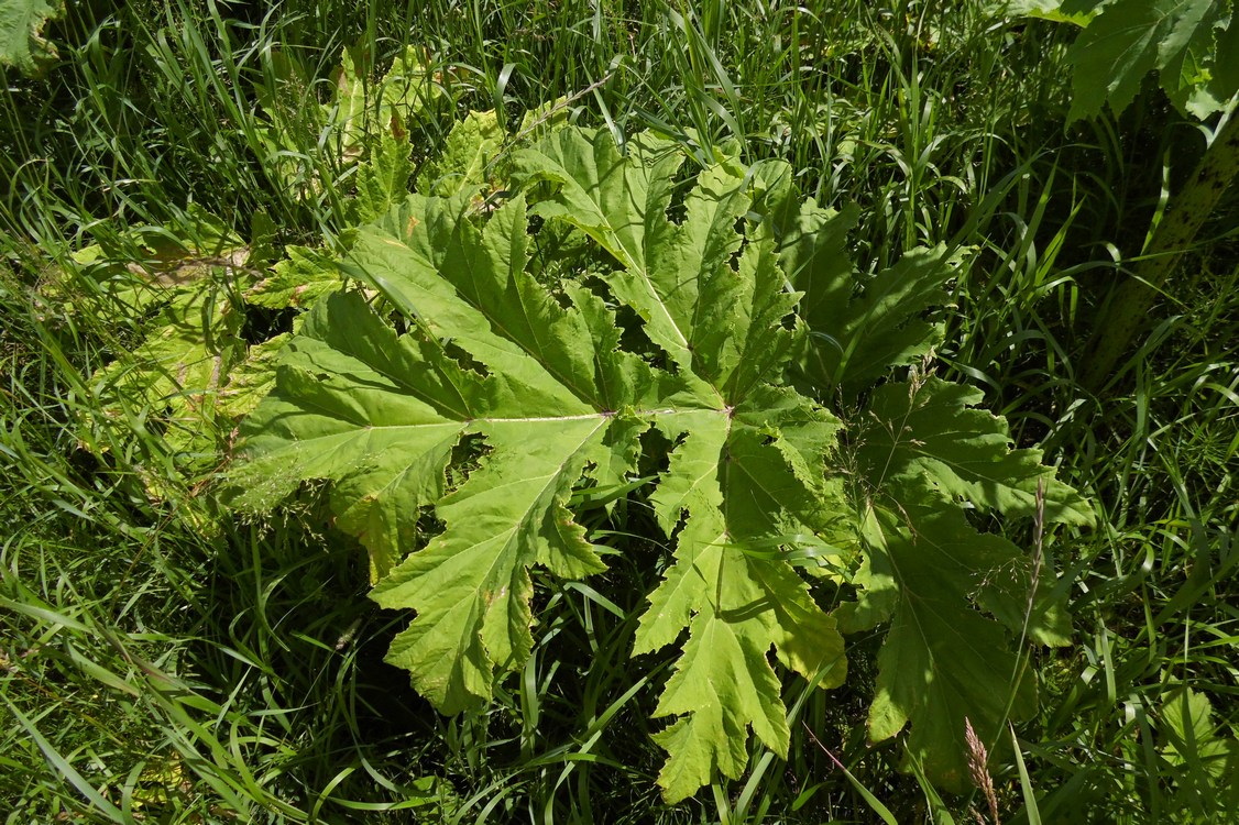 Image of Heracleum sosnowskyi specimen.