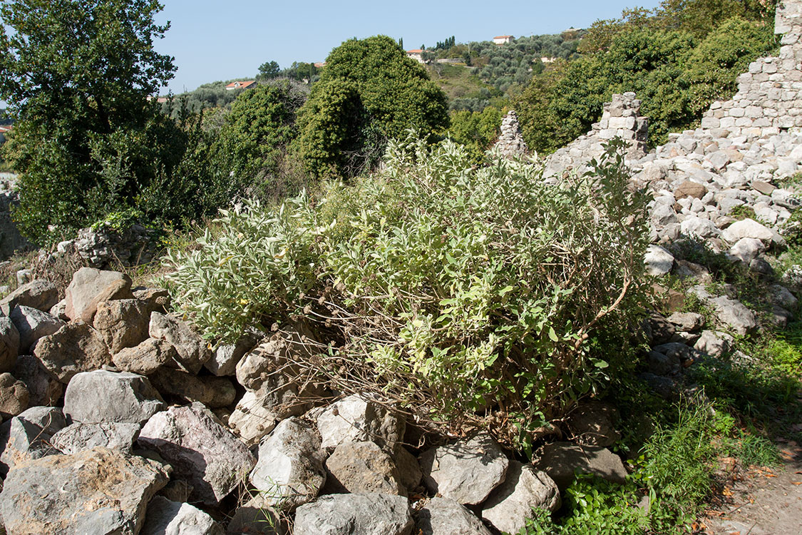 Изображение особи Phlomis fruticosa.