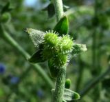 Paracynoglossum glochidiatum. Плод. Краснодарский край, Сочи, окр. с. Ахштырь, рудеральное место. 16.07.2015.