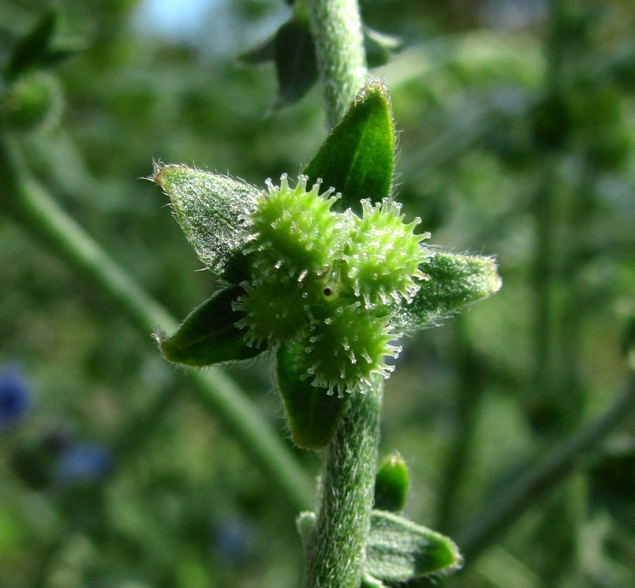 Image of Paracynoglossum glochidiatum specimen.