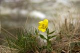 genus Ranunculus. Цветущее растение. Кыргызстан, берег р. Кекемерен. 2 мая 2015 г.