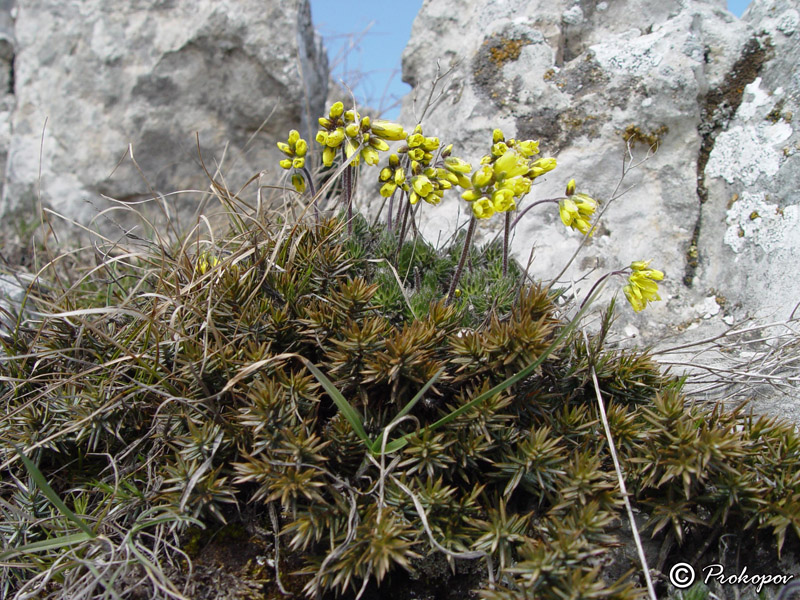 Изображение особи Draba cuspidata.