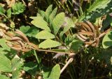 Astragalus glycyphyllos