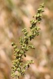 Artemisia dracunculus. Часть соцветия. Ростовская обл., Неклиновский р-н, Платовское с/п, дол. р. Мокрый Еланчик, на склоне. 26.08.2015.