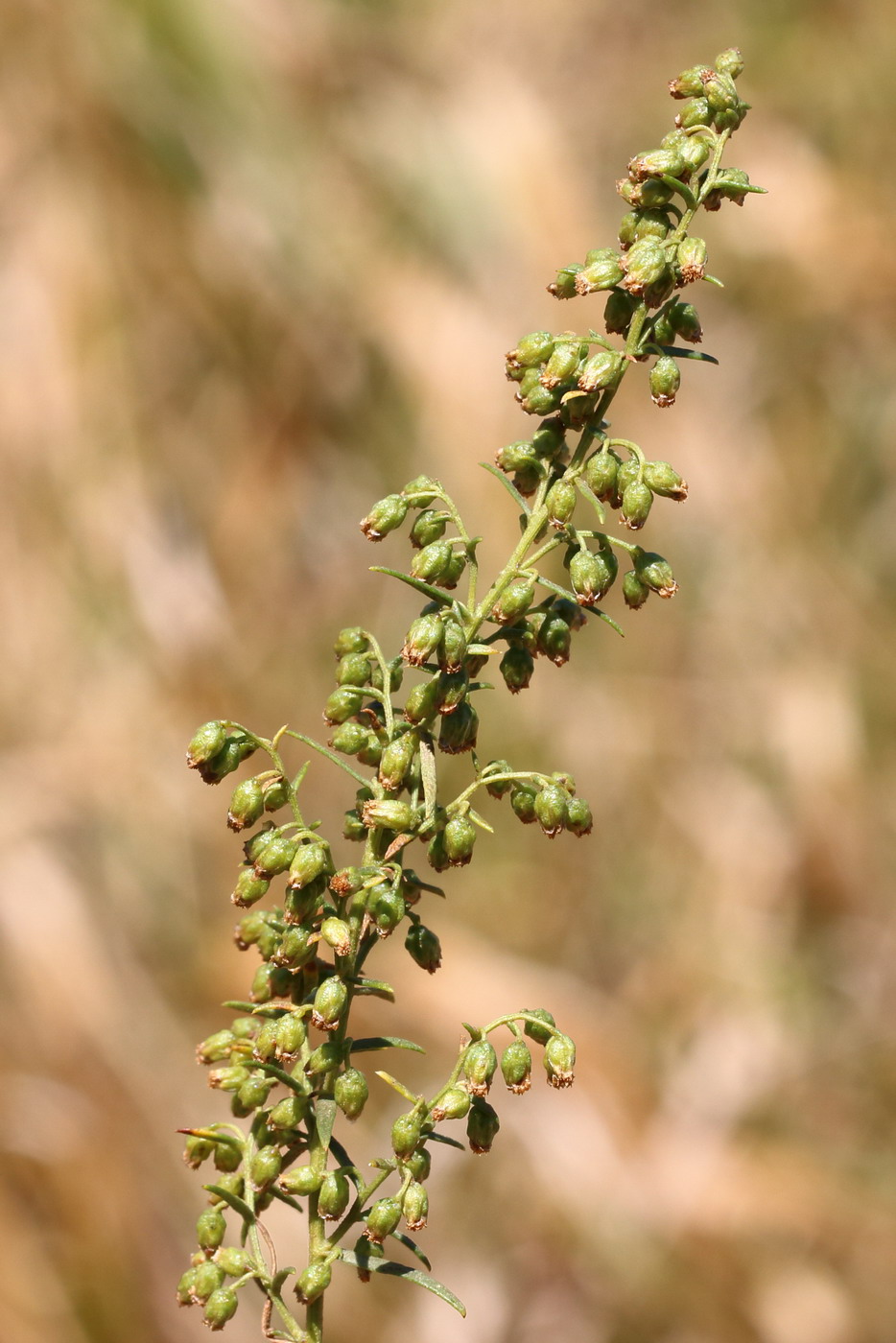 Изображение особи Artemisia dracunculus.